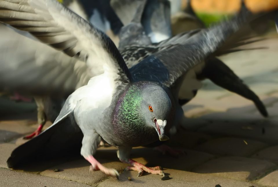 A gray and iridescent green pigeon with a sunflower seed in its beak