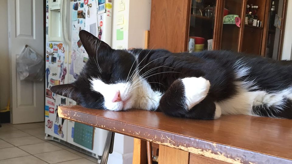 Cute tuxedo kitty with little white-boots paws crossed in full relax on a kitchen table