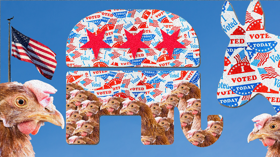 Democrat donkey symbol and chickens and American Flag flank Republican elephant symbol that is filling up with chickens