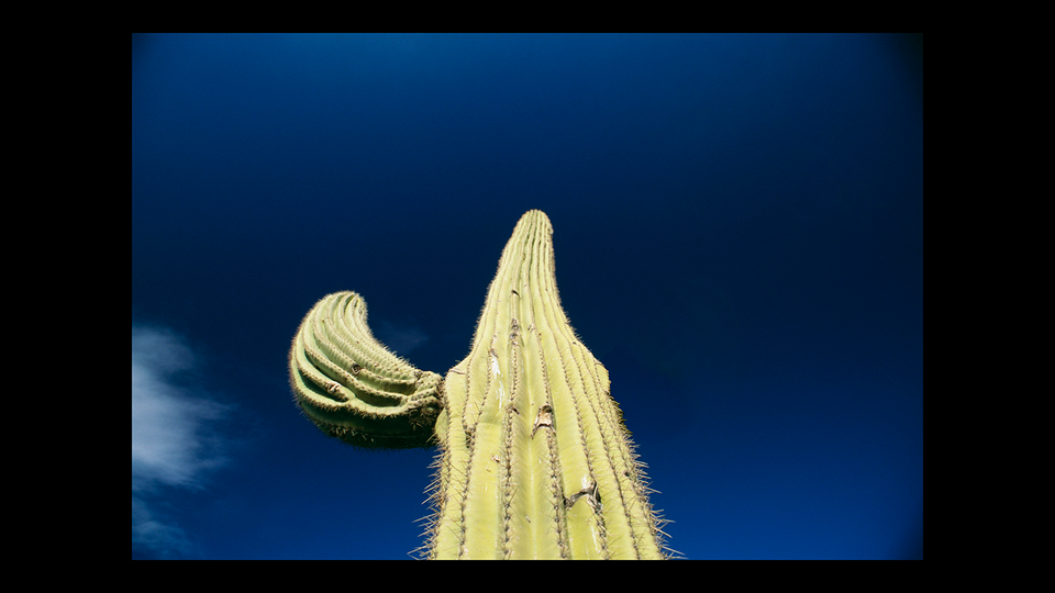 A saguaro cactus with one arm