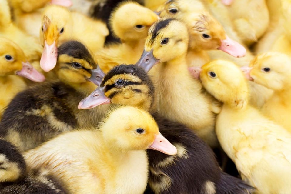 Fuzzy ducklings, a whole lot of them in kind of a haphazard pile