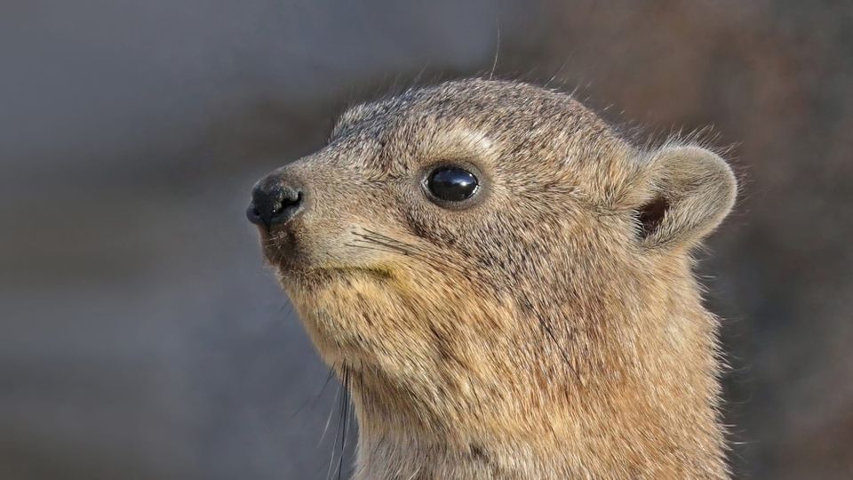 Detail of a standing Cape Hyrax looking quite skeptical and honestly who can blame them