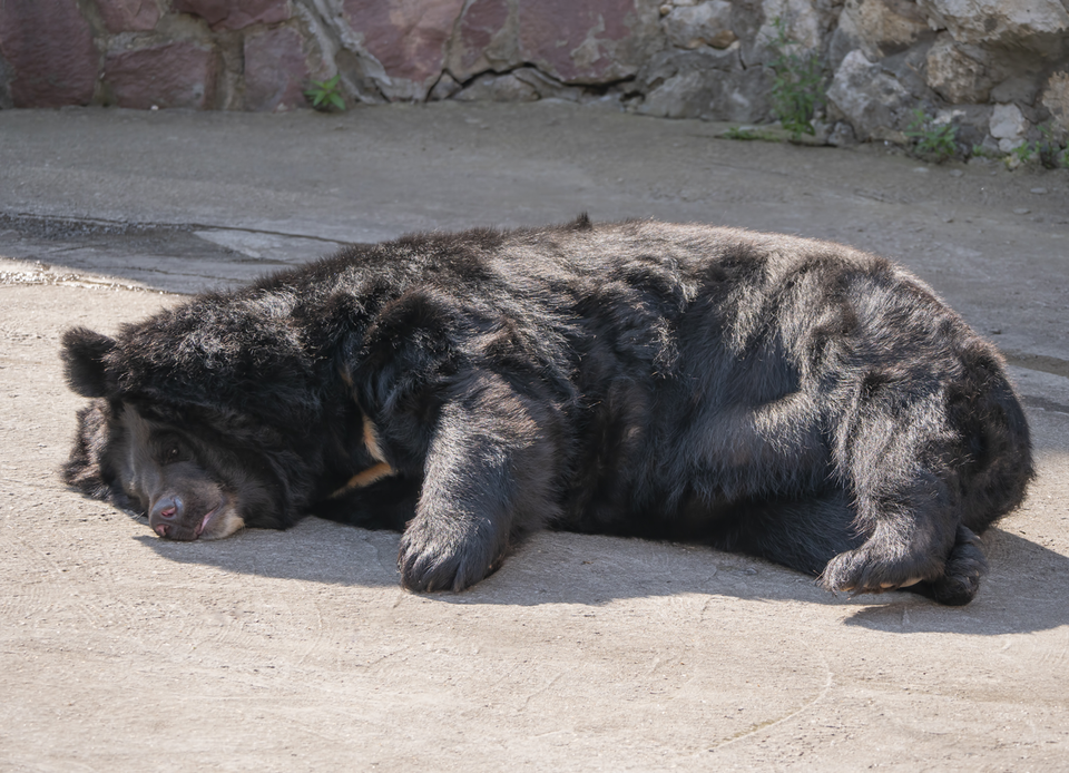 A large furry bear who is very sleepy