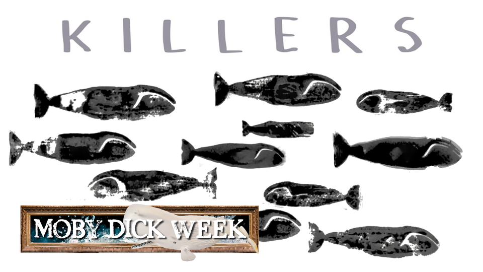 A whole bunch of whales