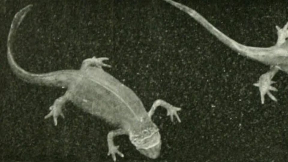 Study from life of wax casts of American newts from American Museum Journal, 1911