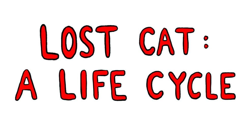 Lost Cat: A Life Cycle