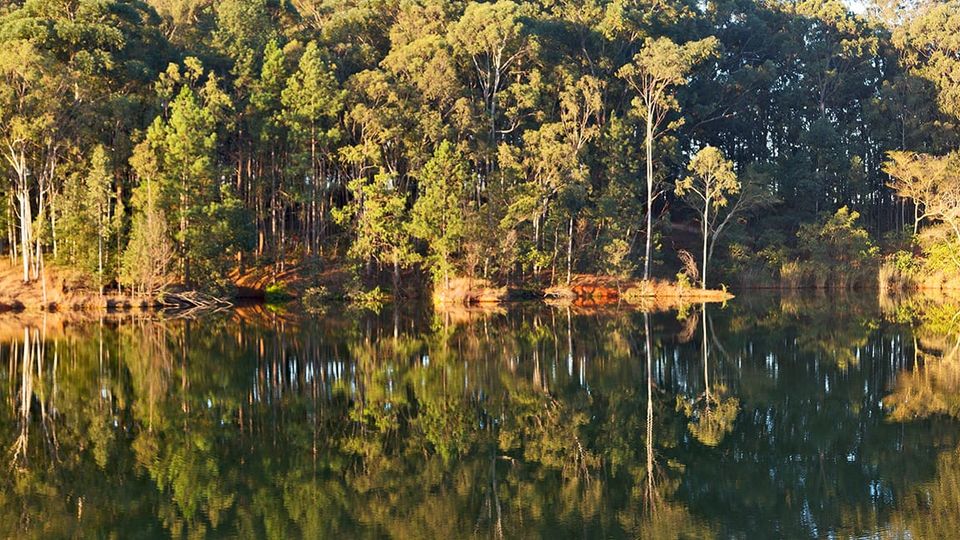 Trees and their reflection in a body of water