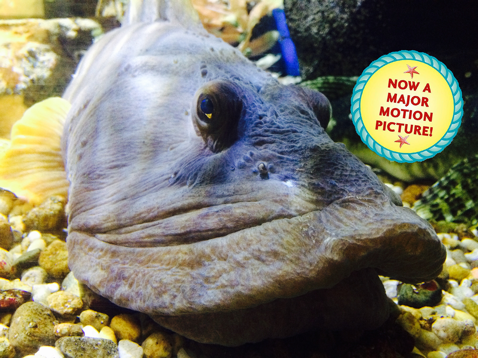 Legit photo of the blue-grey, bug-eyed, pouty fish with *NOW A MAJOR MOTION PICTURE!* badge slapped on