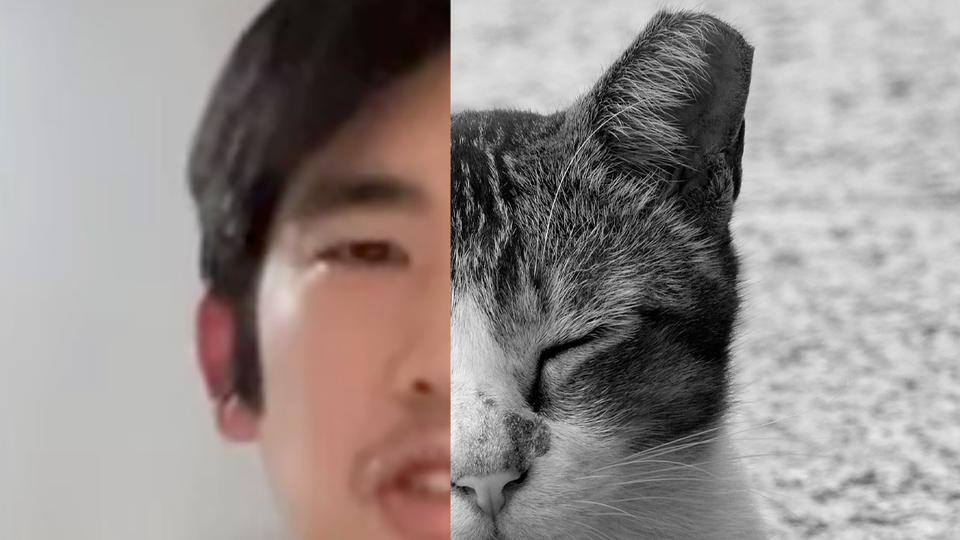The author split screen with a cat with a clipped ear