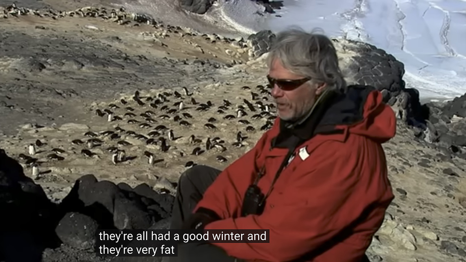 A veteran Antarctic explorer sitting on a ledge above a large group of penguins