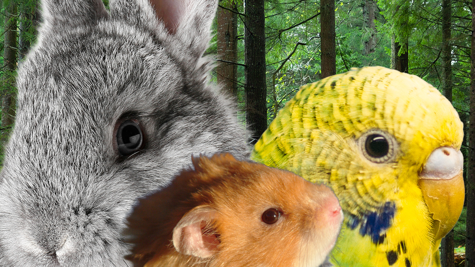 A bunny, a hamster, and a parakeet in the forest.