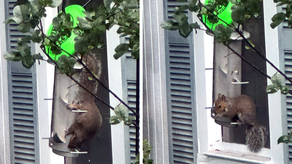 Diptych of squirrel feasting upside-down and right side up at bird feeder
