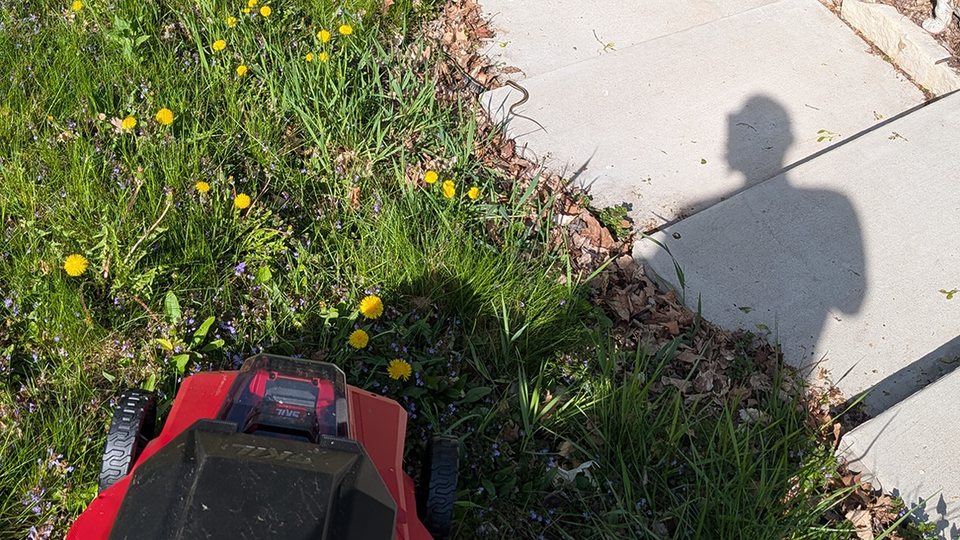 Shadow of the author on sidewalk over a lawnmower on a lawn with dandelions and a snake.