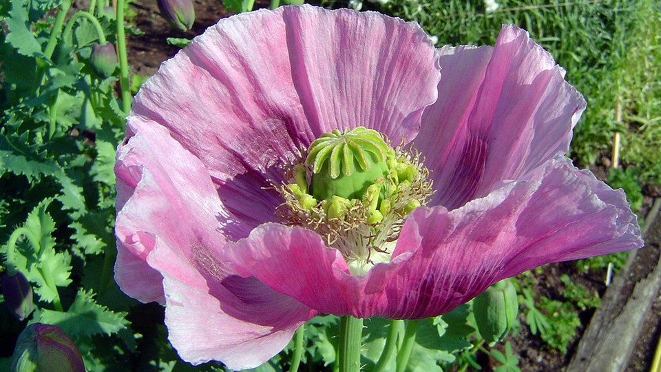 A large irregular tissue-paper-y lavender blossom fading toward white on the edges with a green center.