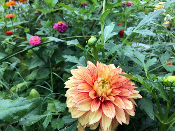 Rose: Here for It, #243