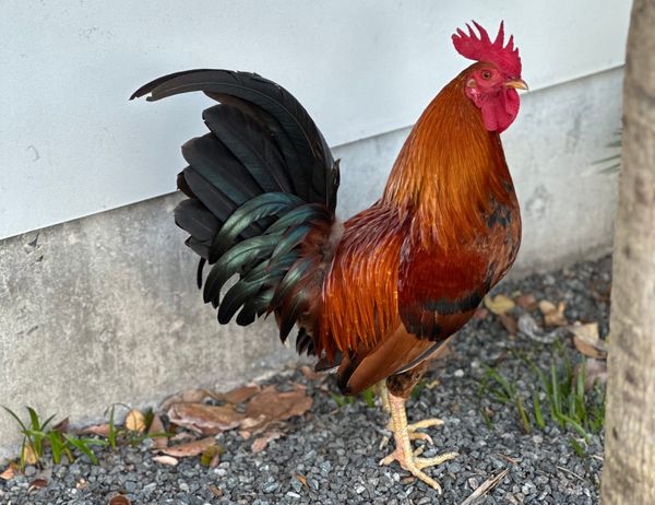 Villain: Here for It, #342