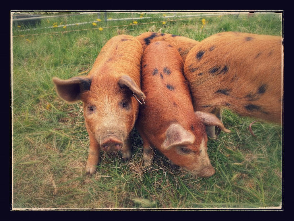 Pigs in their training pen