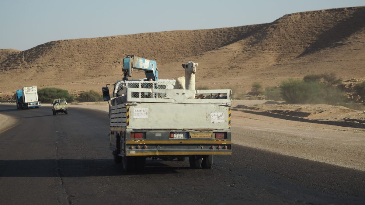 Al Qasab & Ushaiquer  أشيقر وَ القصب