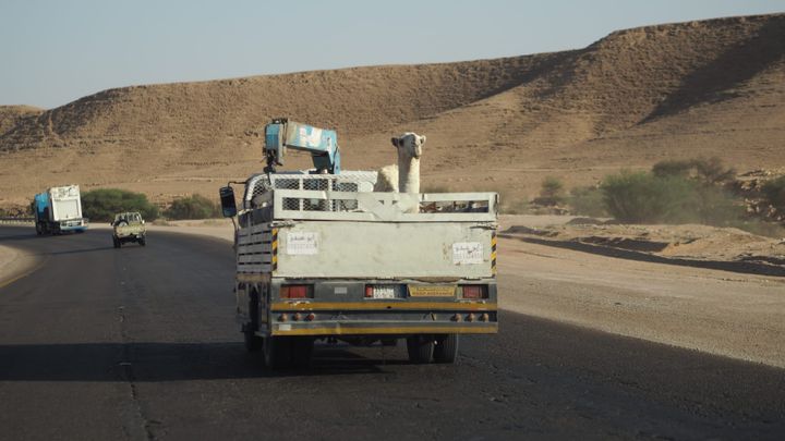 Al Qasab & Ushaiquer  أشيقر وَ القصب