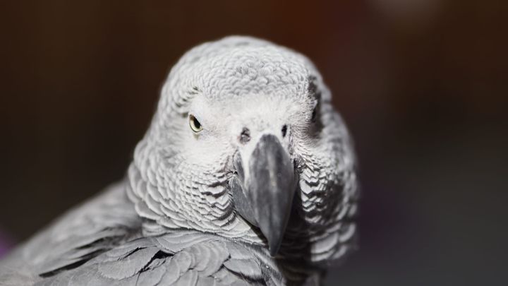 the birds at Al-Suwaidi Park and other cultural attractions