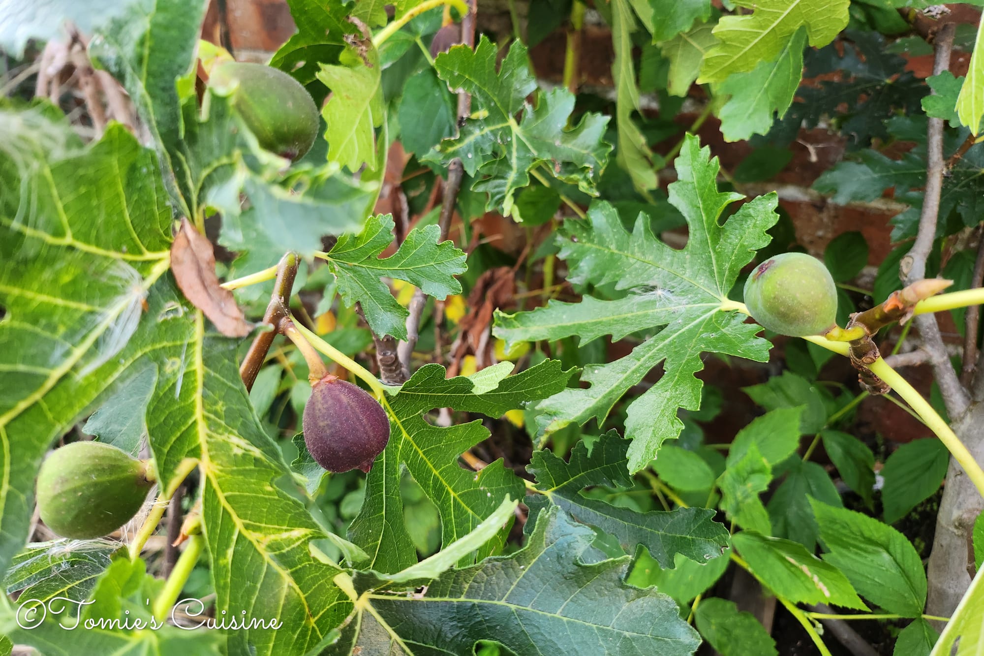 Ficus&nbsp;carica&nbsp;'Ice Crystal'