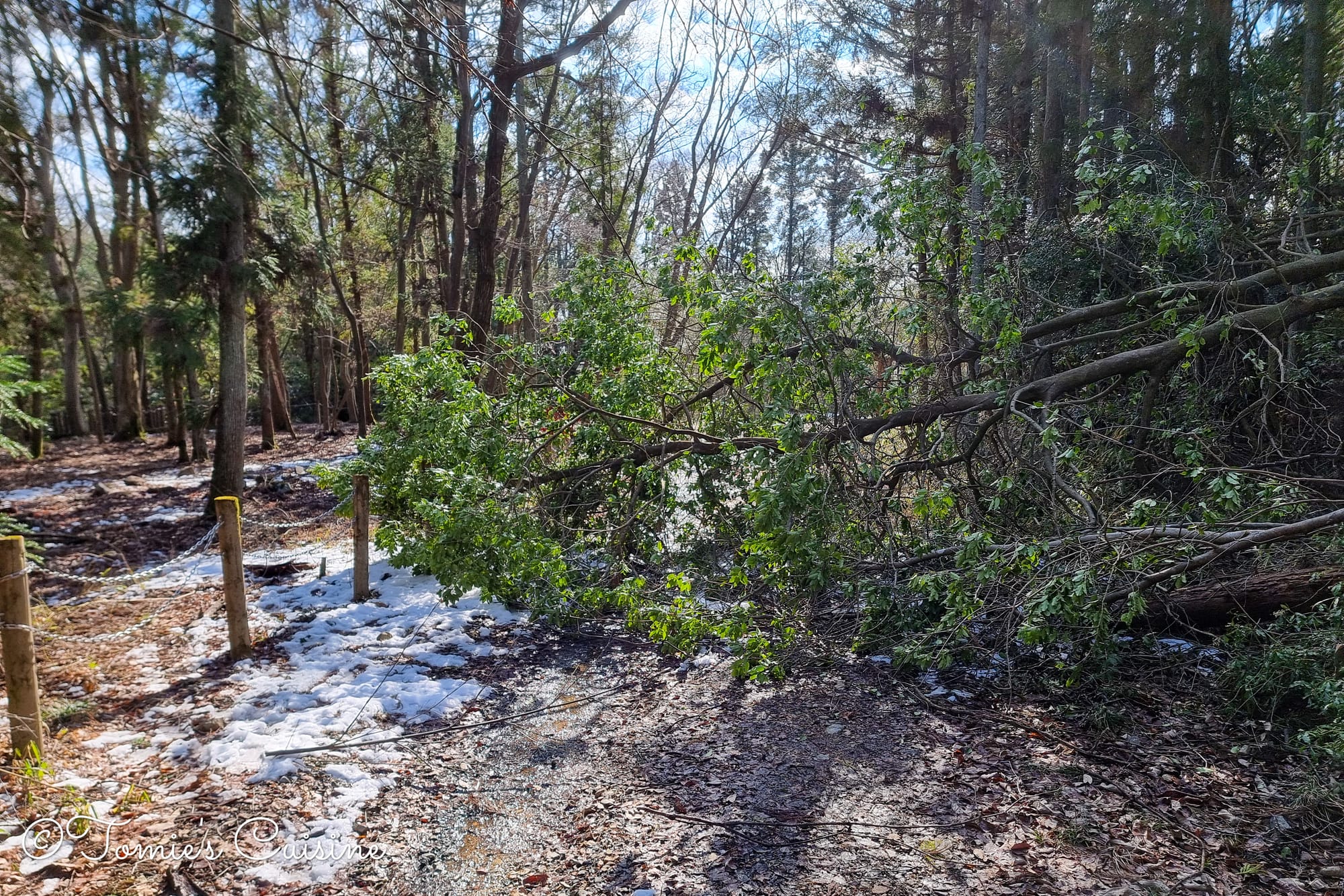 The tree blocked our way, but we managed to get through. This was caused by the wind and snowfall two days ago.
