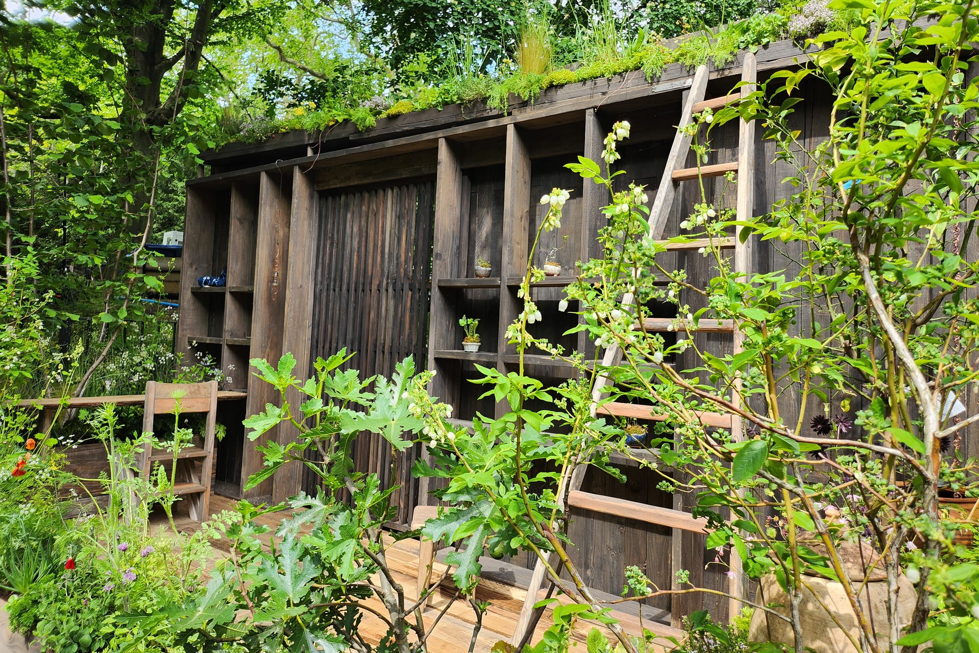 "Tomie's Cuisine the Nobonsai Garden" was designed by my mother, Tsuyako Asada, at the RHS Chelsea Flower Show 2024.