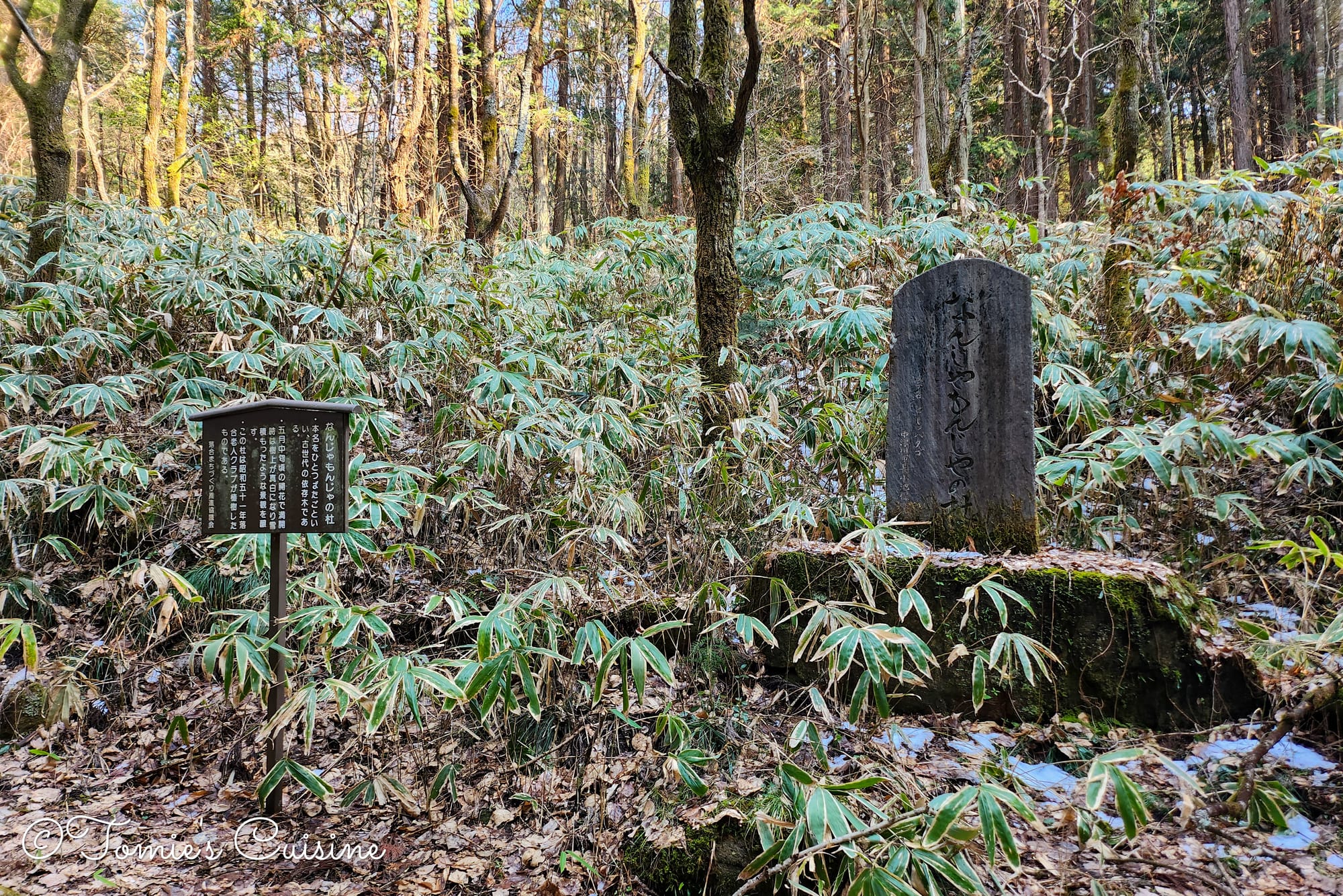 Nanjamonja tree stone monument among bamboo grass on the Ochiai stone pavement