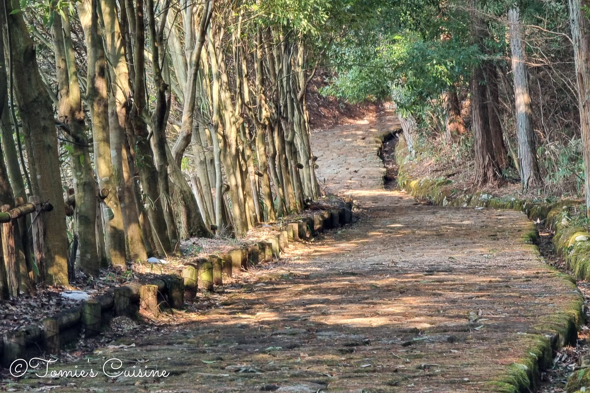 Ochiai stone pavement winding uphill through the trees