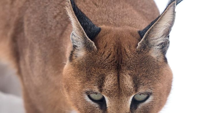 Dark Caracal Puts a Smart Contract to Work: Blockchain as a Fallback Channel for an Old Lebanese Espionage Toolkit- 336