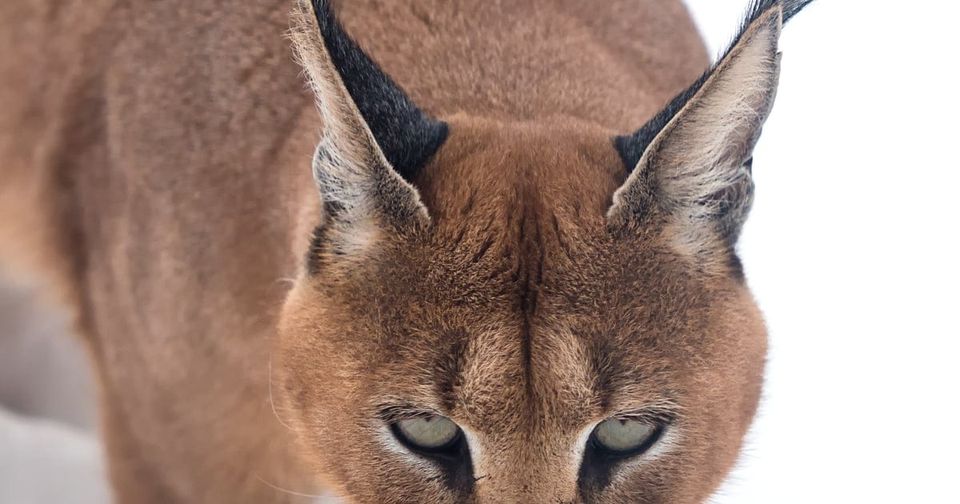 Dark Caracal Puts a Smart Contract to Work: Blockchain as a Fallback Channel for an Old Lebanese Espionage Toolkit- 336