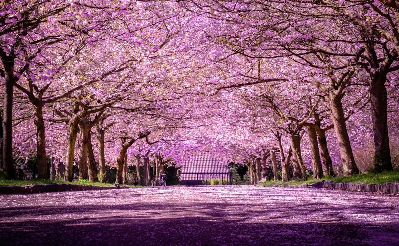 10 greenest cycling destinations to enjoy spring blossoms