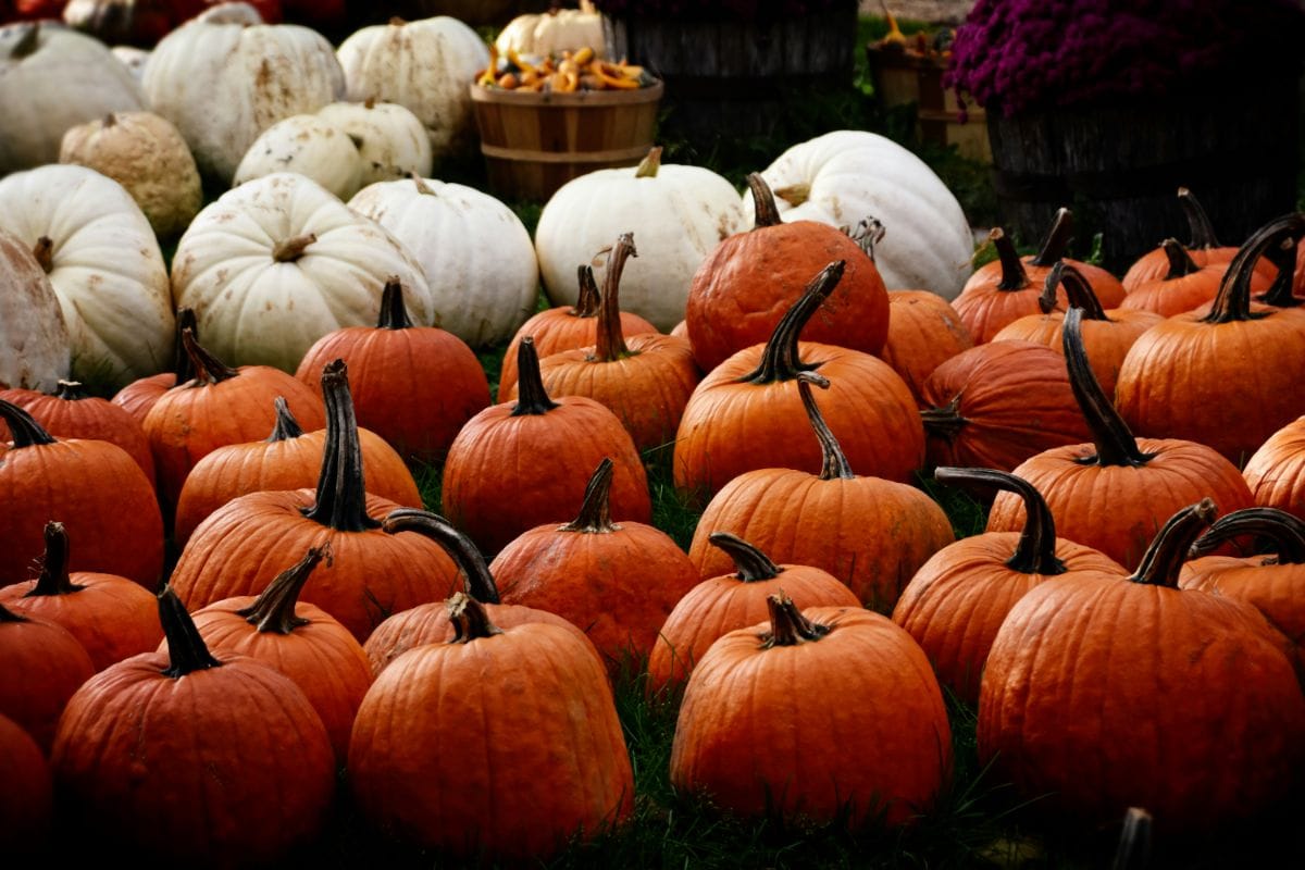 Halloween bike deals 2024: