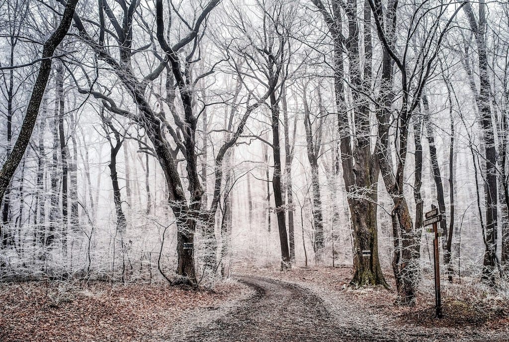 Ein Waldweg im Winter