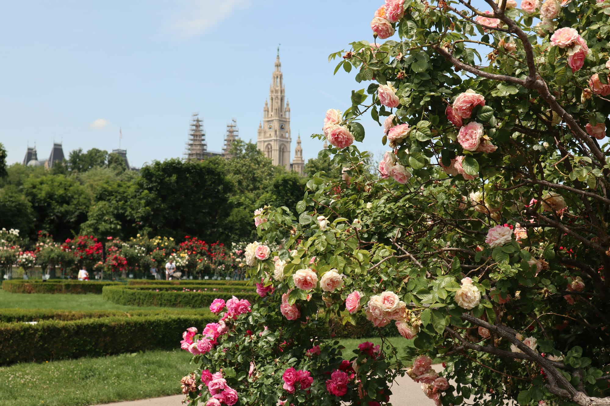 Volksgarten, Vienna, Austria di Yevheniia via unsplash