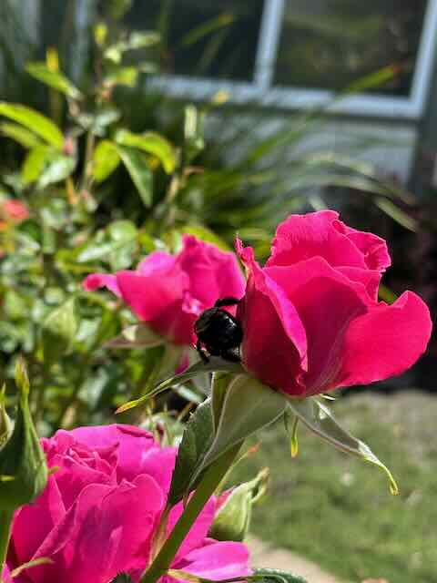 image of a rose with an insect