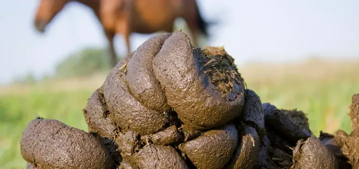 a picture of a pile of fresh horse dung