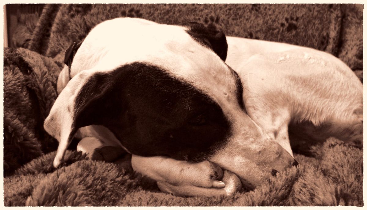 image of a black and white dog sleeping