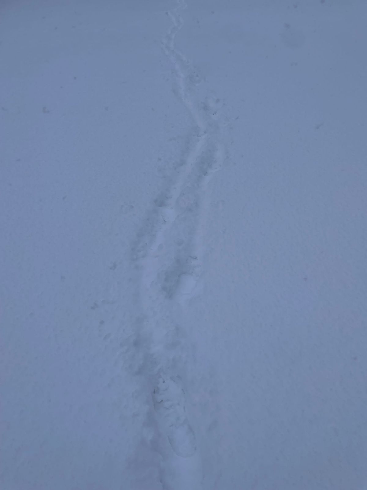 A trail of footprints leading forward through a snow-covered ground, into the distance.
