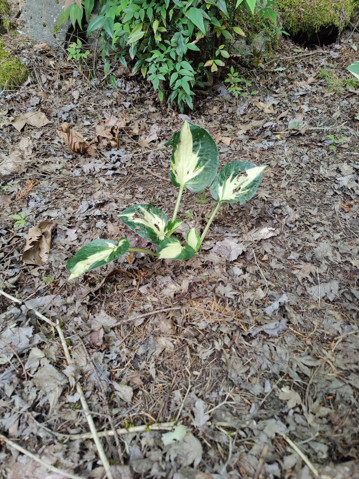 Feast of the Conquerors