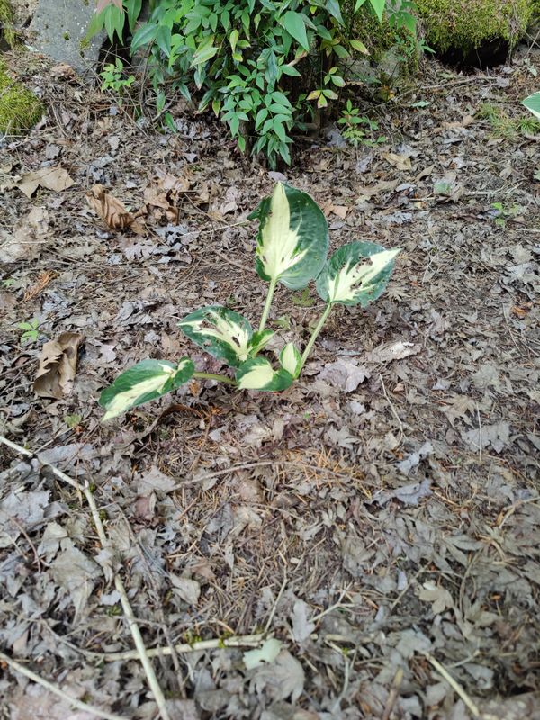 Feast of the Conquerors