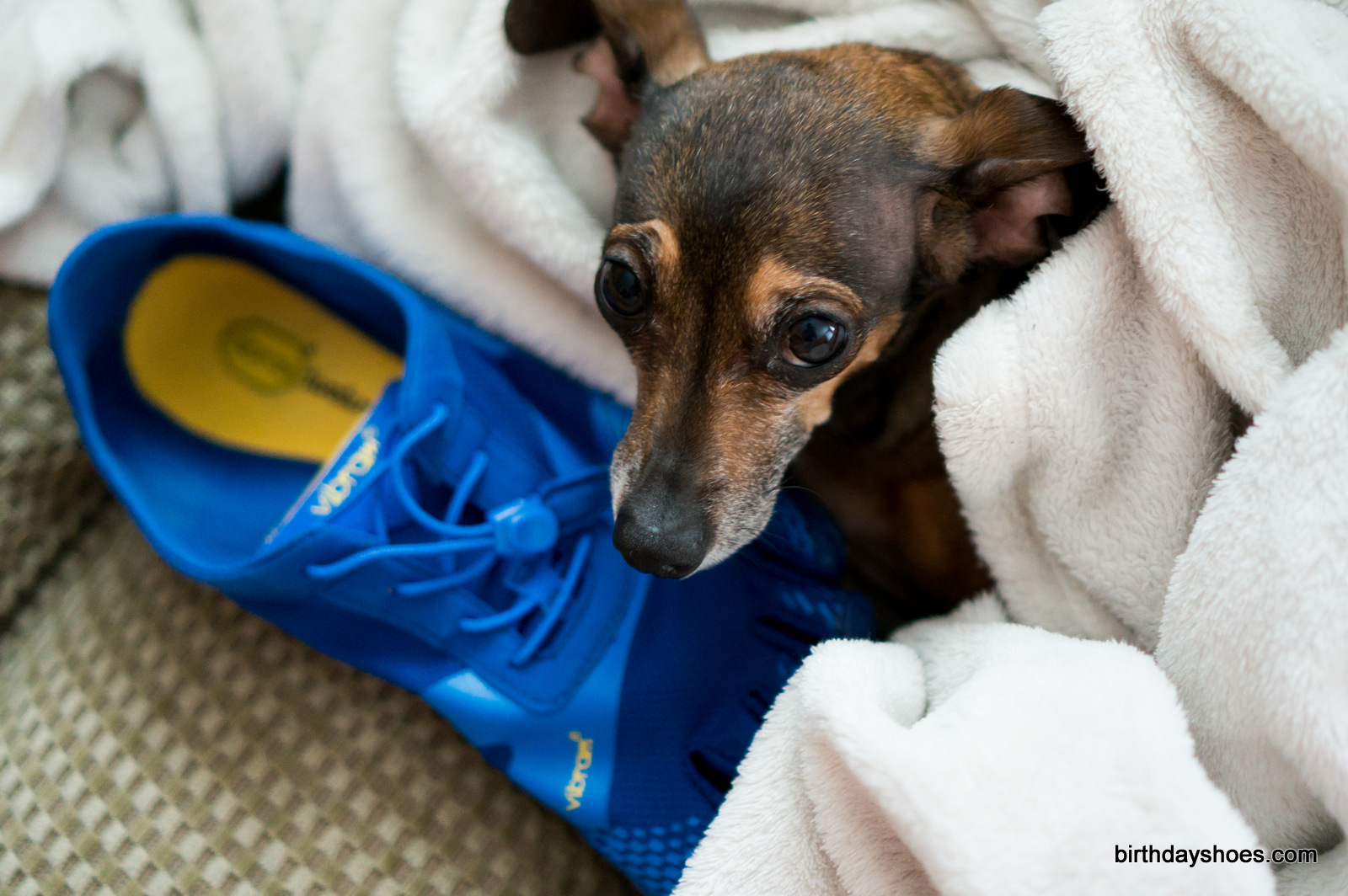 It seems furry friends almost always like toe shoes.  This guy is no exception.