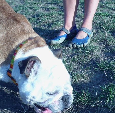 Bulldogs and Blue Vibram Five Finger Sprints