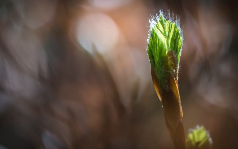 The Beauty of New Beginnings (Isaiah 43)