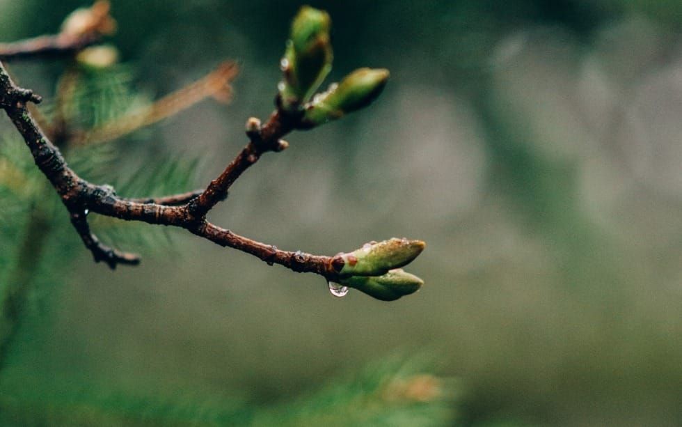 Why Jesus Established a New Covenant (Hebrews 8-9)