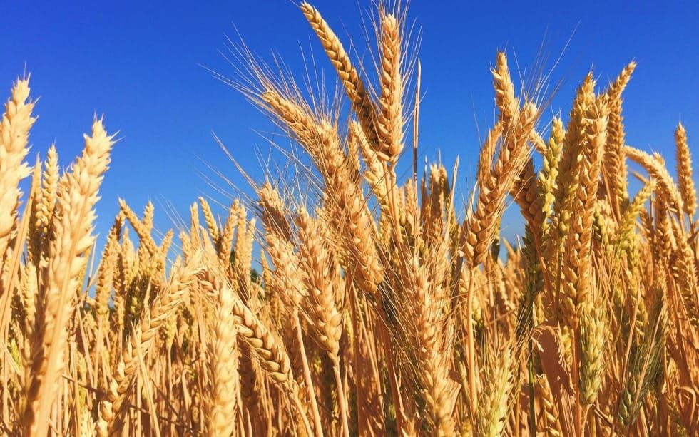 What Coincidences Taught Me about God's Providence (Ruth 2-3)