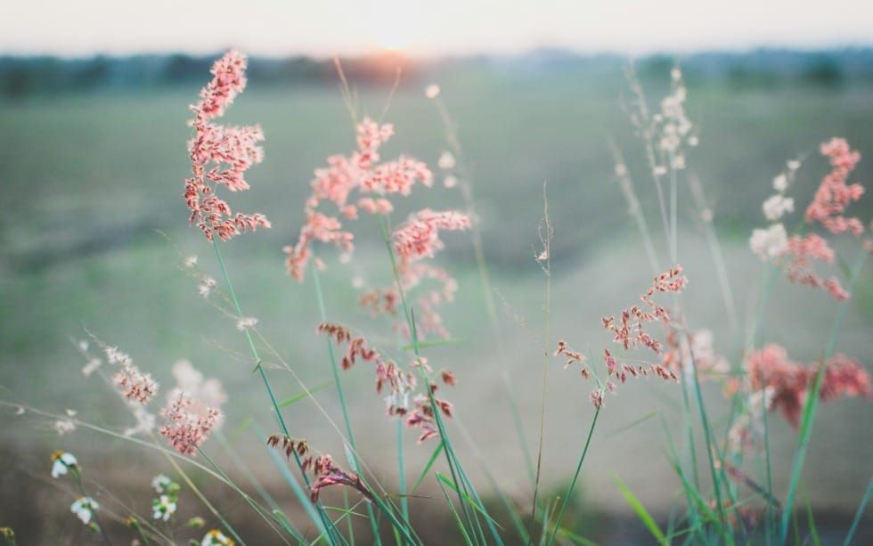 Four Steps for Anxious Situations (Psalm 35-37)