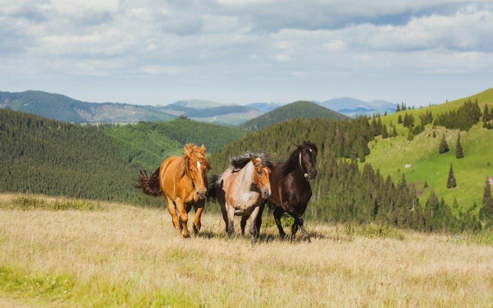 Run With The Horses (Jeremiah 11-17)