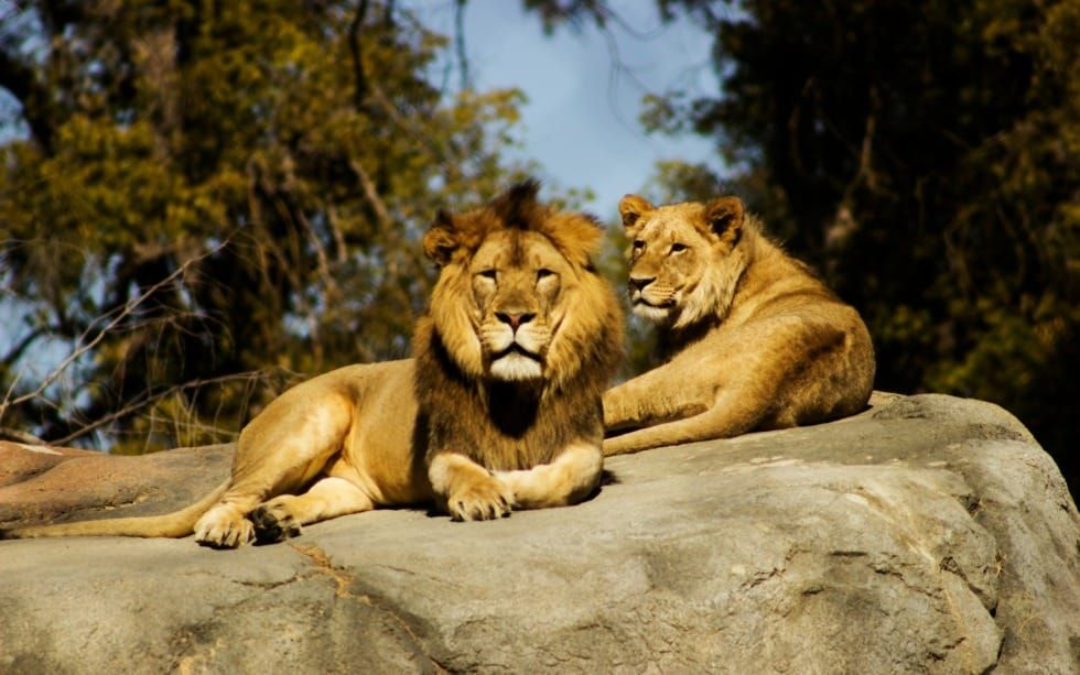 What If the Lions’ Den Is Your Monday Morning? (Daniel 5-9)