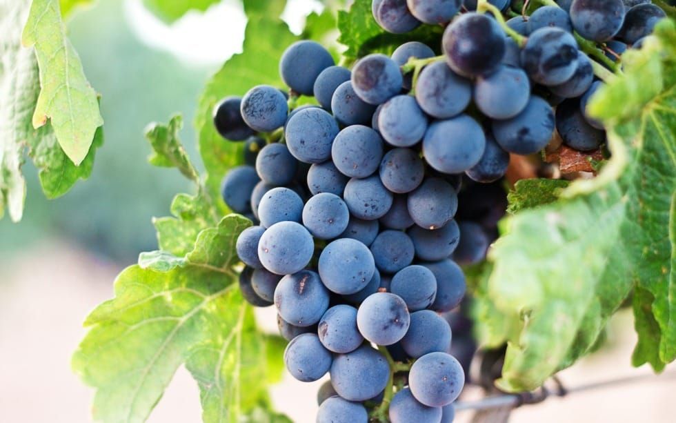 What I Learned About Jesus Turning Water into Wine (John 1:35-2)